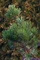 Pinus mugo Gnom IMG_2983 Sosna kosodrzewina